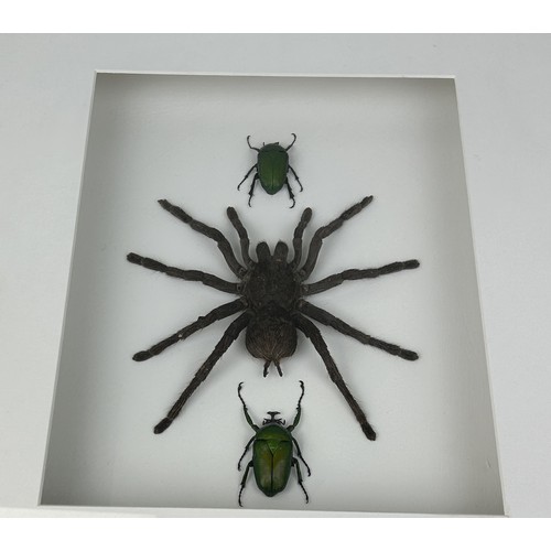 727 - TAXIDERMY TARANTULA AND BEATLES BY S.J. STRATH Mounted in a white painted glass fronted display case... 