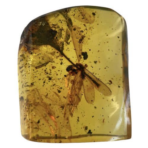 738 - A FLYING INSECT FOSSIL IN AMBER A highly detailed flying insect in a clear amber gem. From the amber... 