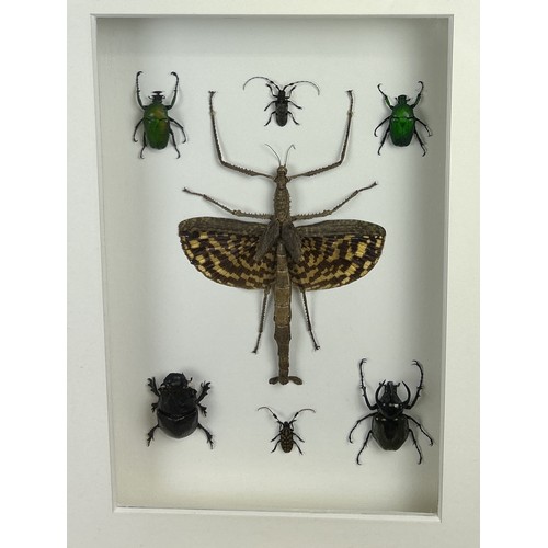 726 - TAXIDERMY TITAN STICK INSECT (ACROPHYLLA TITAN) AND VARIOUS BEATLES BY S.J. STRATH Mounted in a whit... 