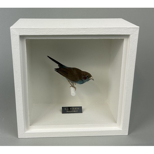 725 - A TAXIDERMY RED CHEEKED CORDON-BLEU (CORDONBLEU URAEGINTHUS BENGALUS) BY S.J. STRATH Mounted in a wh... 