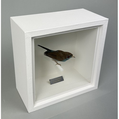 725 - A TAXIDERMY RED CHEEKED CORDON-BLEU (CORDONBLEU URAEGINTHUS BENGALUS) BY S.J. STRATH Mounted in a wh... 