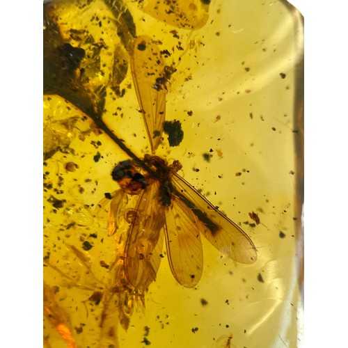 738 - A FLYING INSECT FOSSIL IN AMBER A highly detailed flying insect in a clear amber gem. From the amber... 