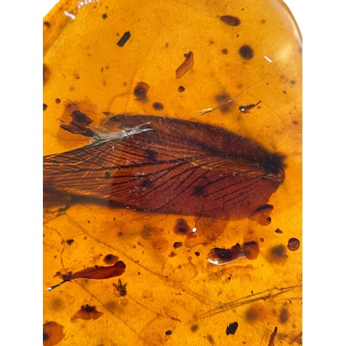 737 - A DETAILED WING AND MOSQUITO IN DINOSAUR AGED AMBER A highly detailed insect wing, alongside a mosqu... 