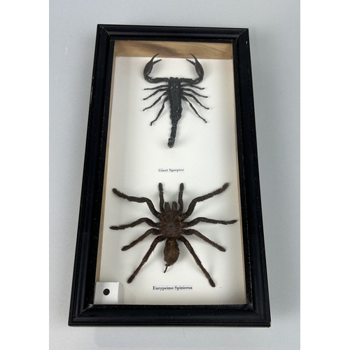 731 - A TAXIDERMY TARANTULA AND GIANT SCORPION BY S.J. STRATH Mounted in a black painted, glass fronted di... 