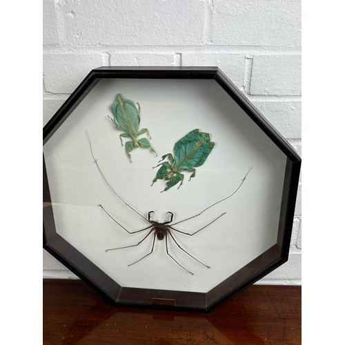 729 - TAXIDERMY TAILESS WHIP SCORPION AND STICK INSECTS BY S.J STRATH Mounted in a white painted glass fro... 