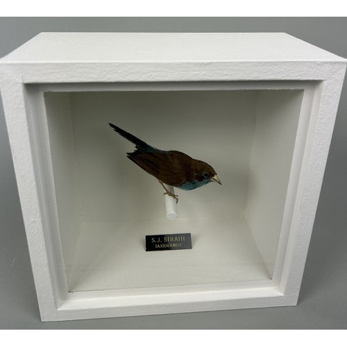 725 - A TAXIDERMY RED CHEEKED CORDON-BLEU (CORDONBLEU URAEGINTHUS BENGALUS) BY S.J. STRATH Mounted in a wh... 