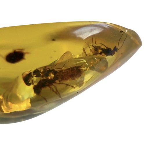 746 - FLYING INSECT FOSSIL IN DINOSAUR AGED AMBER A pair of flying insects in clear amber. From the amber ... 