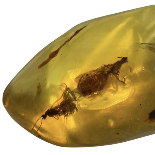 746 - FLYING INSECT FOSSIL IN DINOSAUR AGED AMBER A pair of flying insects in clear amber. From the amber ... 