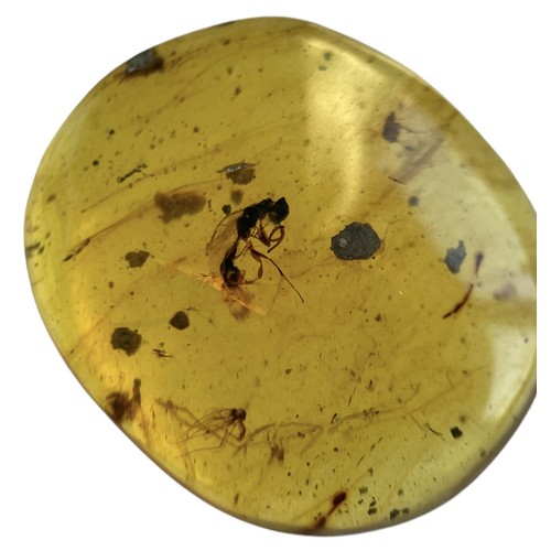 744 - A WASP FOSSIL IN DINOSAUR AGED AMBER A rare and highly detailed wasp in a clear amber gem. From the ... 