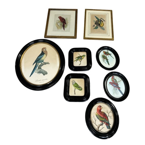 888 - ORNITHOLOGICAL INTEREST: EIGHT FRAMED BIRD PRINTS, INCLUDING SCARLET LORYS Largest frame 47cm x 39cm