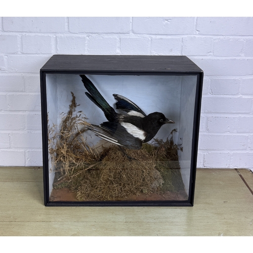 275 - J.SAYER: AN ANTIQUE TAXIDERMY BIRD IN A CASE
47cm x 44cm x 23cm