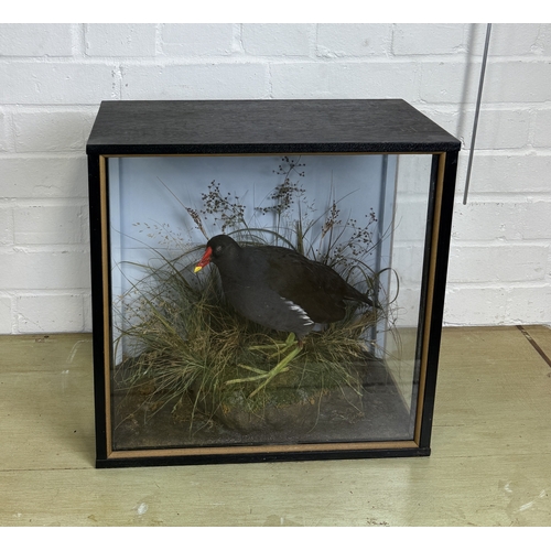 276 - JOHN BURTON: A TAXIDERMY BIRD IN CASE
40cm x 40cm x 20cm