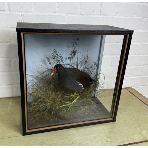 276 - JOHN BURTON: A TAXIDERMY BIRD IN CASE
40cm x 40cm x 20cm