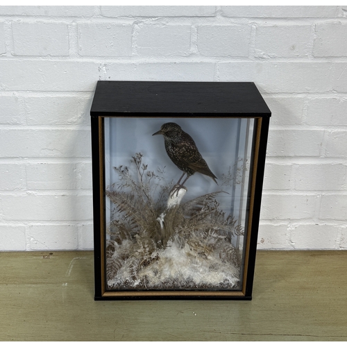 277 - JOHN BURTON: A TAXIDERMY BIRD IN A CASE, WITH WINTRY BACKGROUND
38cm x 30cm x 16cm