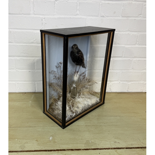 277 - JOHN BURTON: A TAXIDERMY BIRD IN A CASE, WITH WINTRY BACKGROUND
38cm x 30cm x 16cm