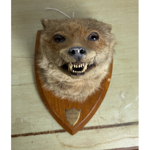 286 - J.W.BARTLETT: AN EARLY 20THG CENTURY TAXIDERMY FOX MASK ON SHIELD
Labelled to verso.