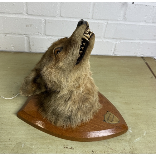 286 - J.W.BARTLETT: AN EARLY 20THG CENTURY TAXIDERMY FOX MASK ON SHIELD
Labelled to verso.