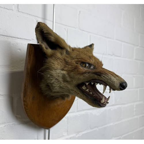 287 - A TAXIDERMY FOX MASK BY ARMY AND NAVY
Labelled to verso.
 