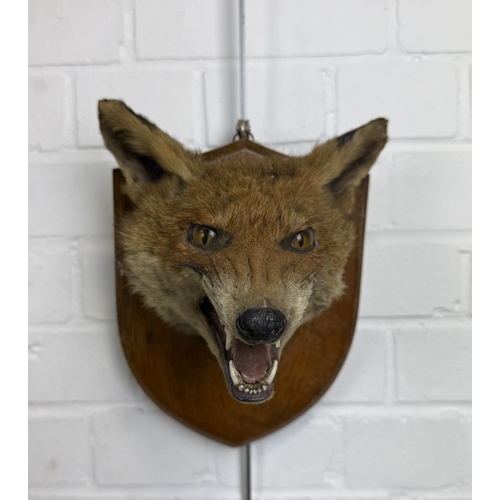 287 - A TAXIDERMY FOX MASK BY ARMY AND NAVY
Labelled to verso.
 