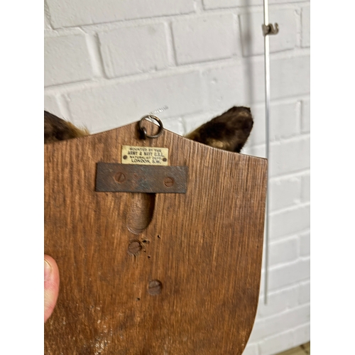 287 - A TAXIDERMY FOX MASK BY ARMY AND NAVY
Labelled to verso.
 