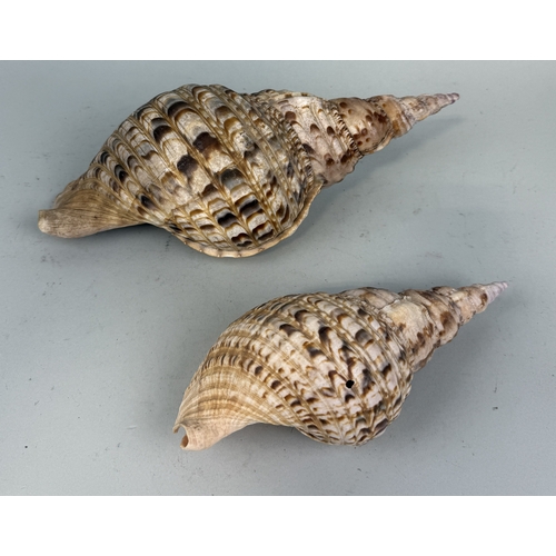 364 - TWO CHARONIA TRITON SHELLS
Largest 34cm L