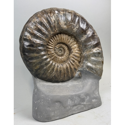 399 - A LARGE AMMONITE FOSSIL FROM LYME REGIS
Jurassic circa 200 million years old.
 
30cm x 28cm
 
This A... 