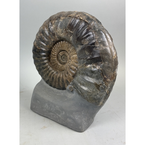 399 - A LARGE AMMONITE FOSSIL FROM LYME REGIS
Jurassic circa 200 million years old.
 
30cm x 28cm
 
This A... 