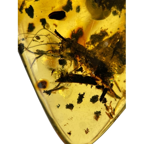 444 - A LARGE CRICKET FOSSIL IN DINOSAUR AGED AMBER
A large, detailed Cricket alongside plant debris. From... 