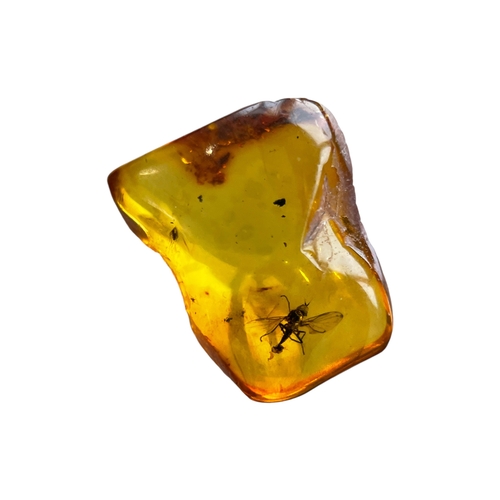 445 - A FLYING INSECT FOSSIL IN BALTIC AMBER
A highly detailed flying insect in Baltic amber. From Kalinin... 