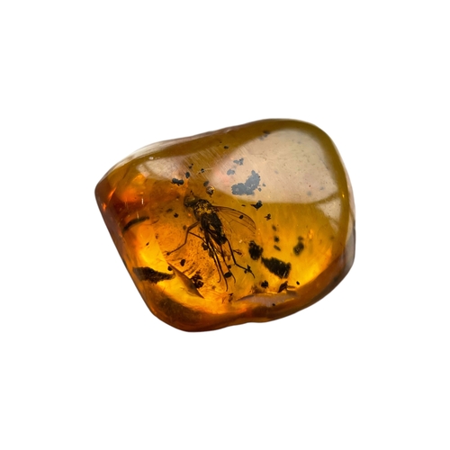 446 - A FLYING INSECT FOSSIL IN BALTIC AMBER
A highly detailed flying insect in Baltic amber. From Kalinin... 