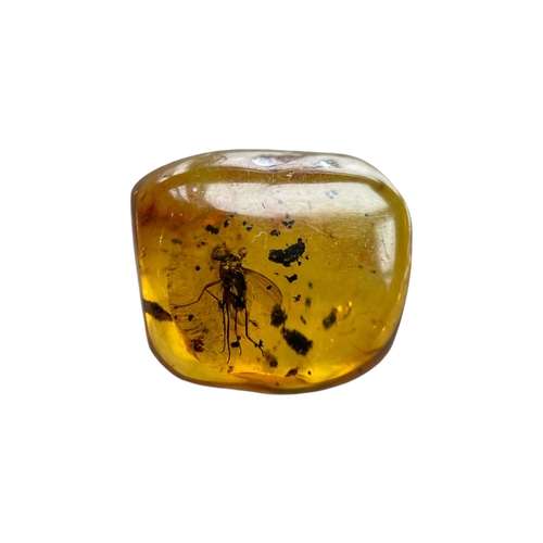 446 - A FLYING INSECT FOSSIL IN BALTIC AMBER
A highly detailed flying insect in Baltic amber. From Kalinin... 