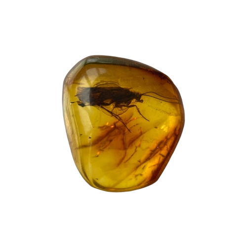 450 - AN UNKNOWN INSECT FOSSIL IN BALTIC AMBER
A highly detailed, unknown insect in Baltic amber. From Kal... 