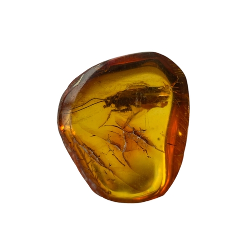 450 - AN UNKNOWN INSECT FOSSIL IN BALTIC AMBER
A highly detailed, unknown insect in Baltic amber. From Kal... 