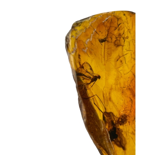 453 - A PAIR OF FLYING INSECTS FOSSIL IN BALTIC AMBER
A highly detailed pair of flying insects in Baltic a... 