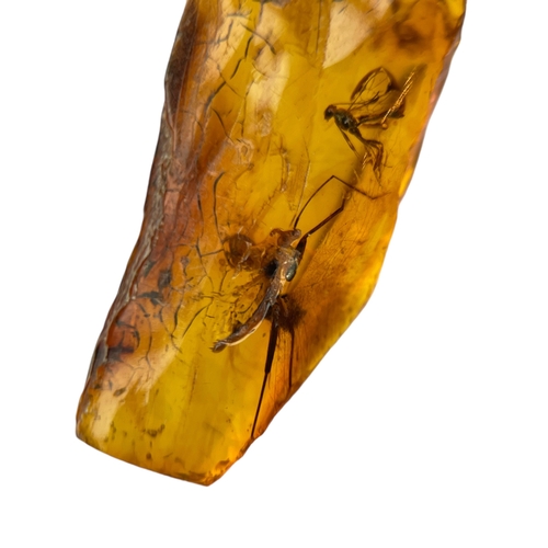 453 - A PAIR OF FLYING INSECTS FOSSIL IN BALTIC AMBER
A highly detailed pair of flying insects in Baltic a... 