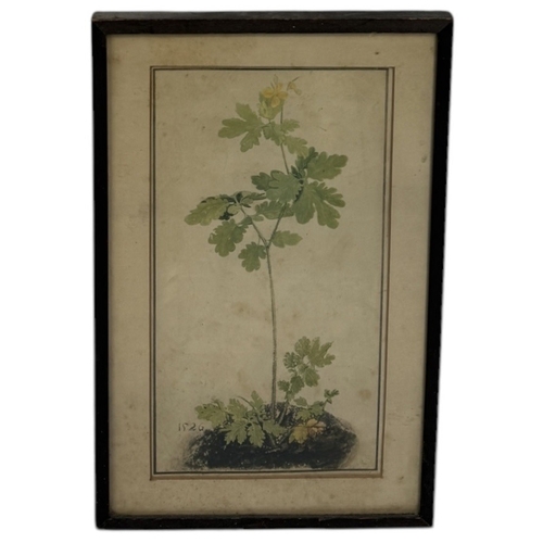 21 - A BOTANICAL DRAWING OR PRINT DATED 1526
29cm x 15cm