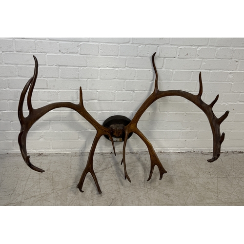 364 - A PAIR OF ANTIQUE RED DEER ANTLERS WITH PLAQUE FOR OTTO ZSCHECH, DAS CORPS HERCYNIA
Point to point 6... 