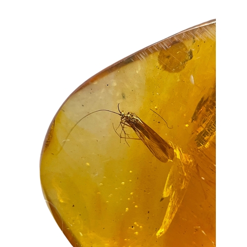 443 - LARGE FLYING INSECT FOSSIL IN DINOSAUR AGED AMBER
A large piece of amber containing a highly detaile... 