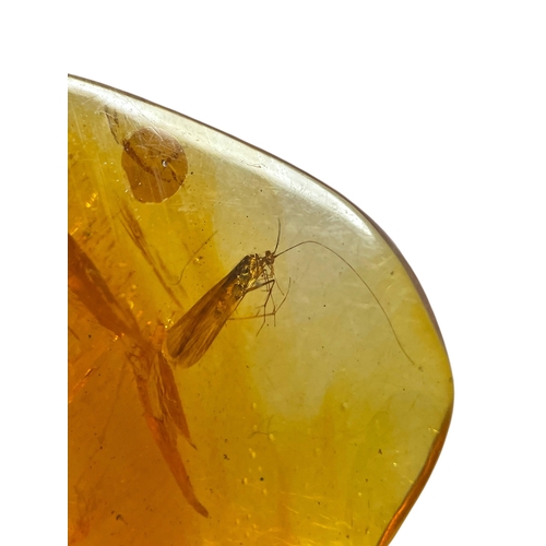 443 - LARGE FLYING INSECT FOSSIL IN DINOSAUR AGED AMBER
A large piece of amber containing a highly detaile... 