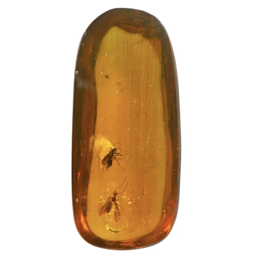 445 - A PAIR OF WINGED INSECT FOSSILS IN DINOSAUR AGED AMBER
A large piece of amber containing a pair of h... 