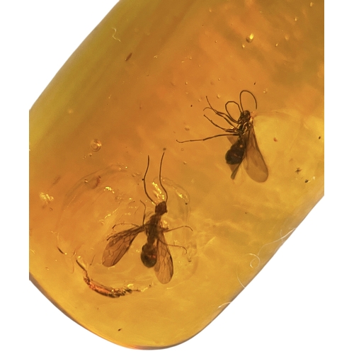 445 - A PAIR OF WINGED INSECT FOSSILS IN DINOSAUR AGED AMBER
A large piece of amber containing a pair of h... 