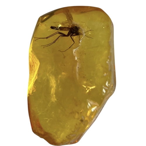 446 - A FLYING INSECT FOSSIL IN BALTIC AMBER
A highly detailed flying insect in Baltic amber. From Kalinin... 