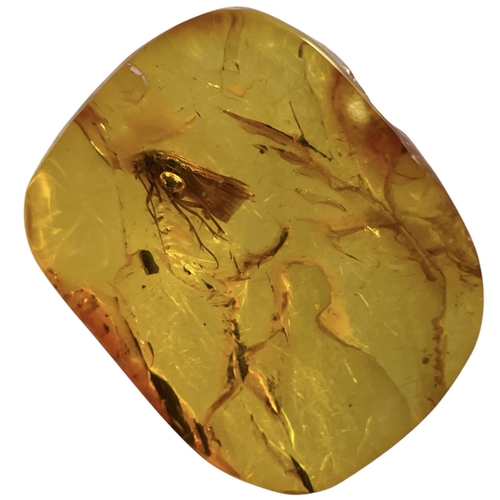 447 - A FOSSIL MOTH INSECT IN BALTIC AMBER
A highly detailed flying insect in Baltic amber. From Kaliningr... 