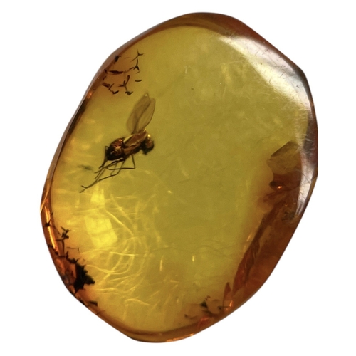 448 - A FLYING INSECT FOSSIL IN BALTIC AMBER
A highly detailed flying insect in Baltic amber. From Kalinin... 