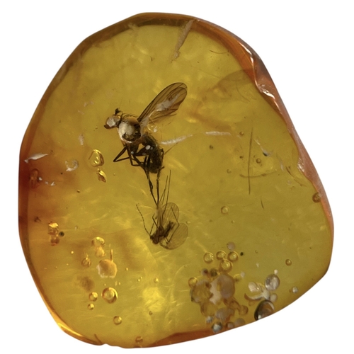 449 - A FLYING INSECT FOSSIL IN BALTIC AMBER
A highly detailed flying insect in Baltic amber. From Kalinin... 