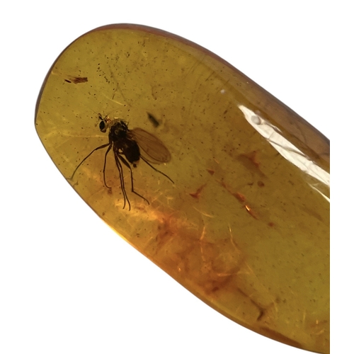 450 - A FLYING INSECT FOSSIL IN BALTIC AMBER
A highly detailed flying insect in Baltic amber. From Kalinin... 