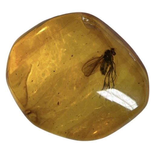 451 - A FLYING INSECT FOSSIL IN BALTIC AMBER
A highly detailed flying insect in Baltic amber. From Kalinin... 