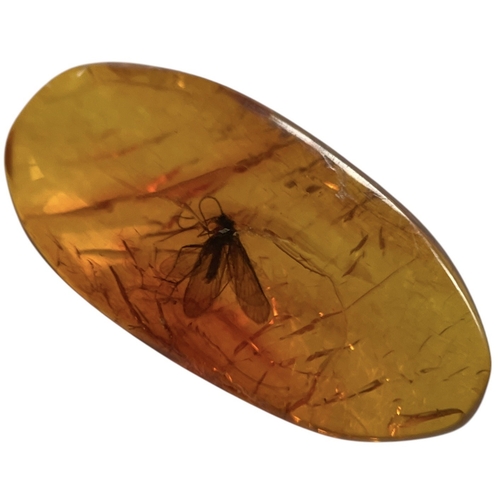 452 - A FLYING INSECT FOSSIL IN BALTIC AMBER
A highly detailed flying insect in Baltic amber. From Kalinin... 