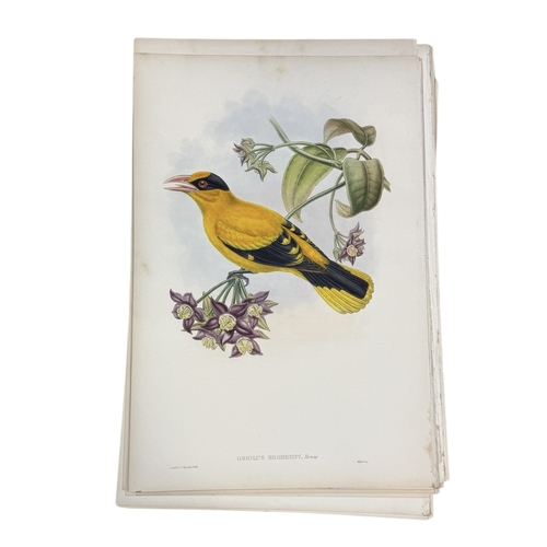 46A - JOHN GOULD AND H.C. RICHTER: A COLLECTION OF 27 HAND COLOURED LITHOGRAPHS FOR JOHN GOULD'S 'BIRDS OF... 