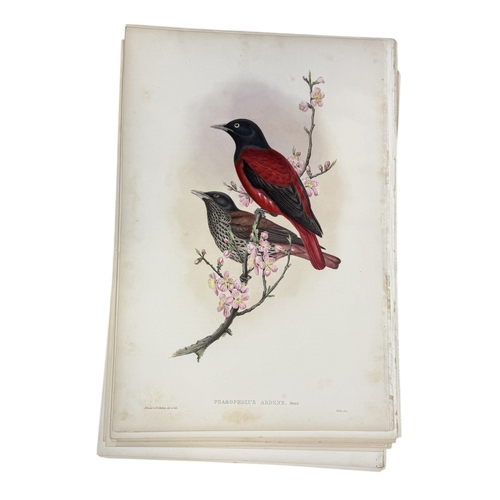 46A - JOHN GOULD AND H.C. RICHTER: A COLLECTION OF 27 HAND COLOURED LITHOGRAPHS FOR JOHN GOULD'S 'BIRDS OF... 